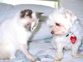A little cat and dog are looking toward the same spot on a bed